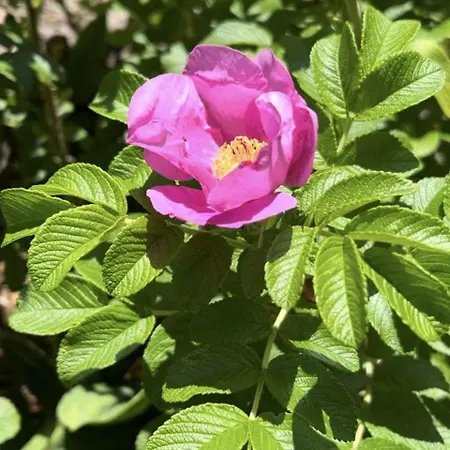 Einzelhaus-buschkoppel-13 * Sankt Peter-Ording