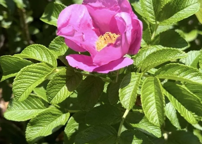 Einzelhaus-buschkoppel-13 * Sankt Peter-Ording